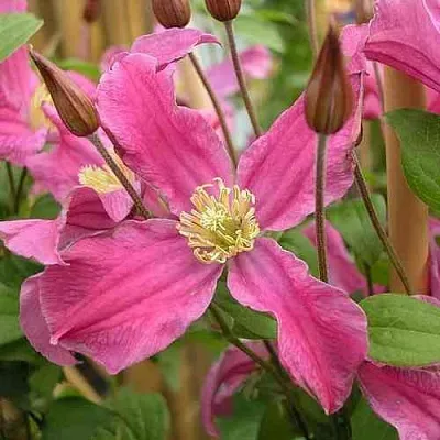 Клематис ИНСПИРЕЙШН ЗОЙН  Клематис ИНСПИРЕЙШН ЗОЙН в Курске