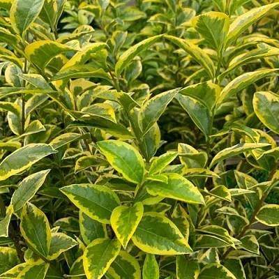 Бирючина АУРЕУМ овальнолистная  Бирючина АУРЕУМ овальнолистная в Курске