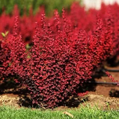 Барбарис ОРАНЖ РОКЕТ тунберга в Курске