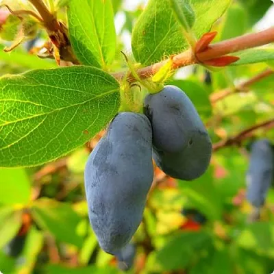 Жимолость съедобная БОРЕАЛ БЛИЗЗАРД (СЕВЕРНАЯ МЕТЕЛЬ) в Курске