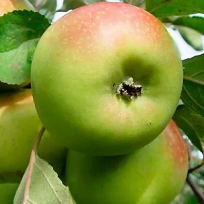 Яблоня БРАТ ЧУДНОГО стелющаяся  Яблоня БРАТ ЧУДНОГО стелющаяся в Курске