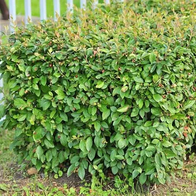 Кизильник блестящий  Кизильник блестящий в Курске