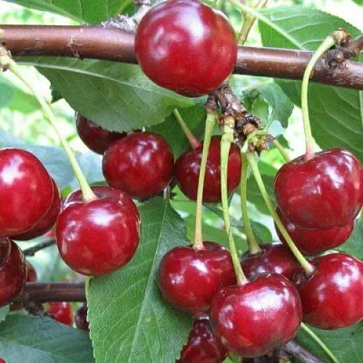 Вишня ТУРГЕНЕВКА  Вишня ТУРГЕНЕВКА в Курске