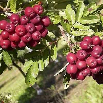 Рябина БУРКА сладкоплодная в Курске