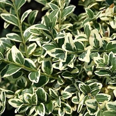 Бирючина ВАРИЕГАТУМ овальнолистная  Бирючина ВАРИЕГАТУМ овальнолистная в Курске