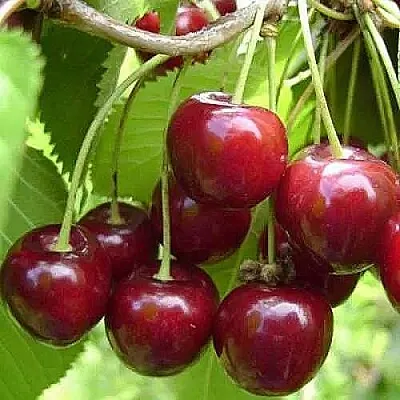 Вишня ХАРИТОНОВСКАЯ  Вишня ХАРИТОНОВСКАЯ в Курске