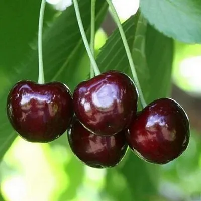 Черешня ЛЕНИНГРАДСКАЯ ЧЁРНАЯ  Черешня ЛЕНИНГРАДСКАЯ ЧЁРНАЯ в Курске