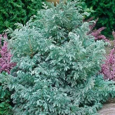 Кипарисовик БУЛЕВАРД горохоплодный  Кипарисовик БУЛЕВАРД горохоплодный в Курске