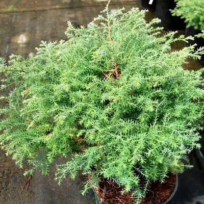 Кипарисовик СКВАРРОЗА горохоплодный  Кипарисовик СКВАРРОЗА горохоплодный в Курске