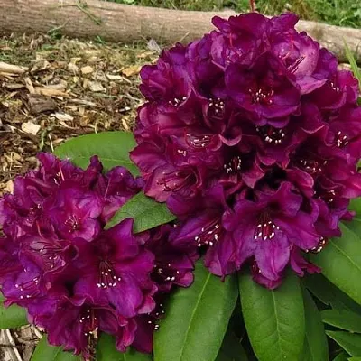 Рододендрон ПОЛАРНАХТ в Курске