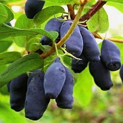 Жимолость съедобная МОСКОВСКАЯ в Курске