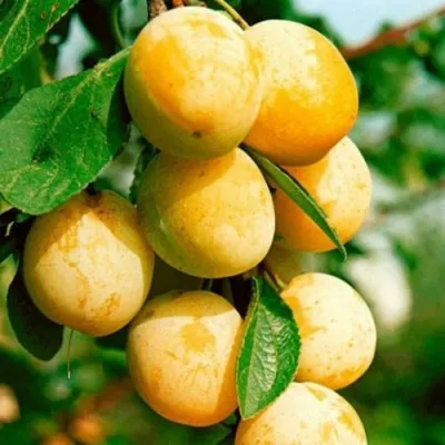 Слива МИРАБЕЛЛА колонновидная  — описание сорта Слива МИРАБЕЛЛА колонновидная  в Курске