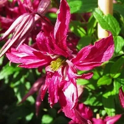 Клематис РОЗАЛИН  Клематис РОЗАЛИН в Курске