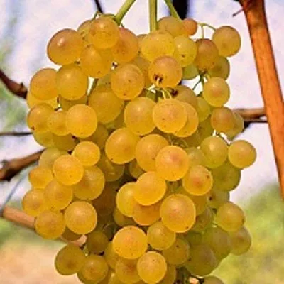 Виноград КИШМИШ КОКТЕЙЛЬ  Виноград КИШМИШ КОКТЕЙЛЬ в Курске