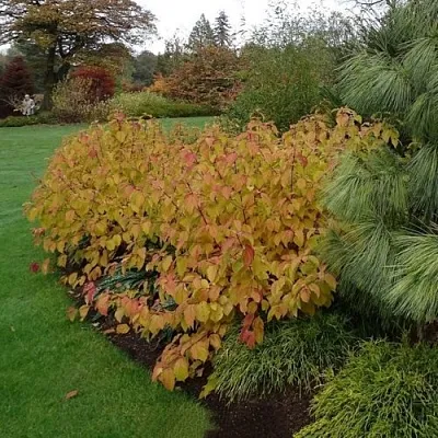 Дерен  АННА ВИНТЕР ОРАНЖ кроваво-красный    Дерен  АННА ВИНТЕР ОРАНЖ кроваво-красный   в Курске