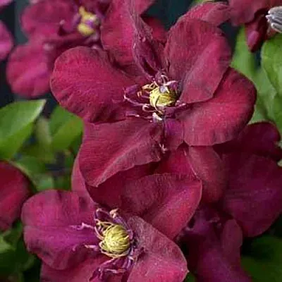 Клематис ЯН III СОБЕСКИ  Клематис ЯН III СОБЕСКИ в Курске