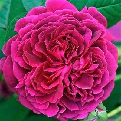 Саженцы роз ВИЛЬЯМ ШЕКСПИР английская  Саженцы роз ВИЛЬЯМ ШЕКСПИР английская в Курске