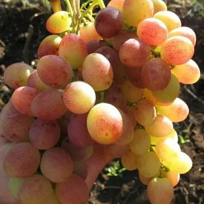 Виноград ТАСОН  Виноград ТАСОН в Курске