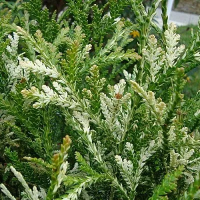 Туевик ВАРИЕГАТА долотовидный   Туевик ВАРИЕГАТА долотовидный  в Курске