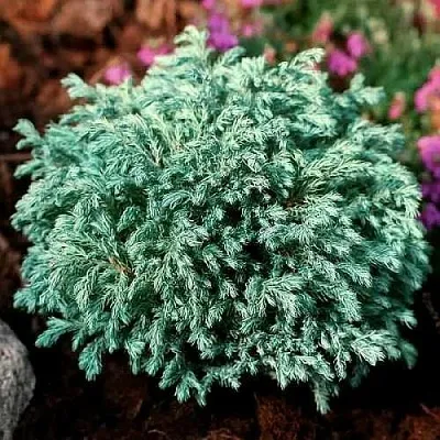 Кипарисовик БЕБИ БЛЮ горохоплодный  Кипарисовик БЕБИ БЛЮ горохоплодный в Курске