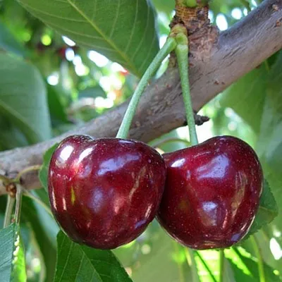 Черешня СЮБАРОВСКАЯ  Черешня СЮБАРОВСКАЯ в Курске