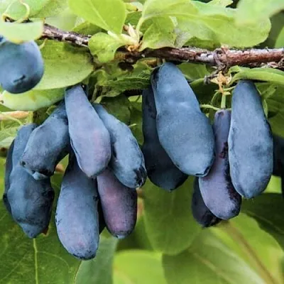 Жимолость съедобная СИБИРЯЧКА в Курске