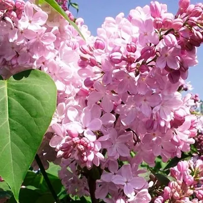 Сирень АДЕЛИНА  Сирень АДЕЛИНА в Курске