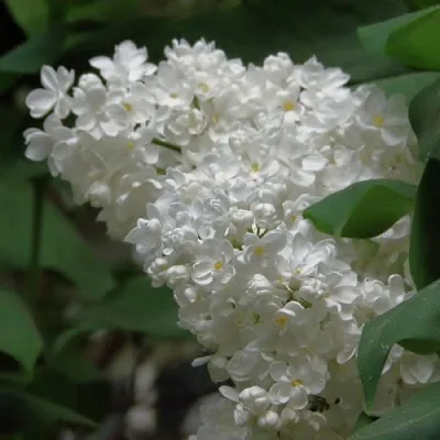 Сирень РУССКИЙ СЕВЕР  Сирень РУССКИЙ СЕВЕР в Курске