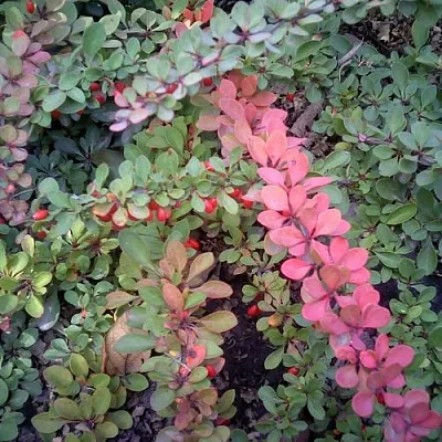 Барбарис ГРИН КАРПЕТ тунберга в Курске