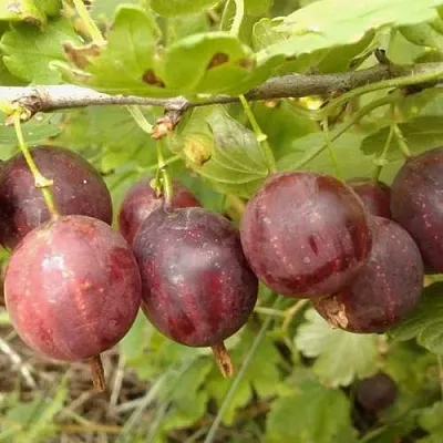 Крыжовник СМЕНА  Крыжовник СМЕНА в Курске