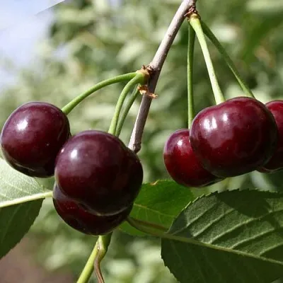 Вишня ЖАДАНА  Вишня ЖАДАНА в Курске