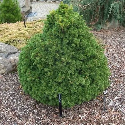 Ель ТОМПА обыкновенная  Ель ТОМПА обыкновенная в Курске