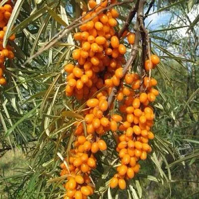 Облепиха НИВЕЛЕНА  Облепиха НИВЕЛЕНА в Курске