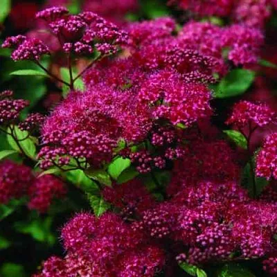 Спирея АНТОНИ ВАТЕРЕР японская в Курске