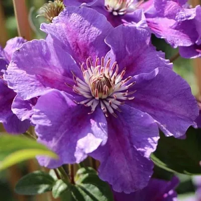 Клематис АШВА  Клематис АШВА в Курске