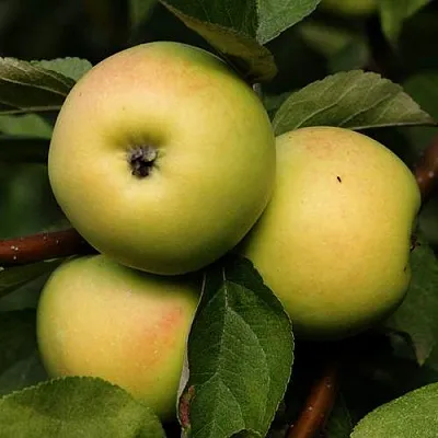 Яблоня ДАНИЛА  Яблоня ДАНИЛА в Курске