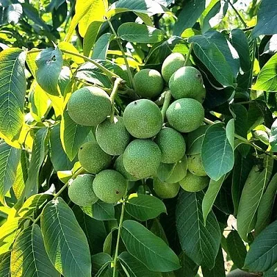 Грецкий орех  ИЗЯЩНЫЙ  Грецкий орех  ИЗЯЩНЫЙ в Курске