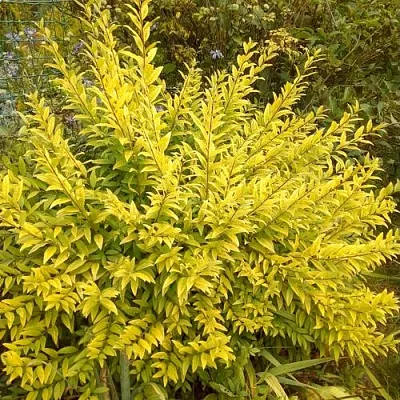 Бирючина АУРЕА обыкновенная  Бирючина АУРЕА обыкновенная в Курске