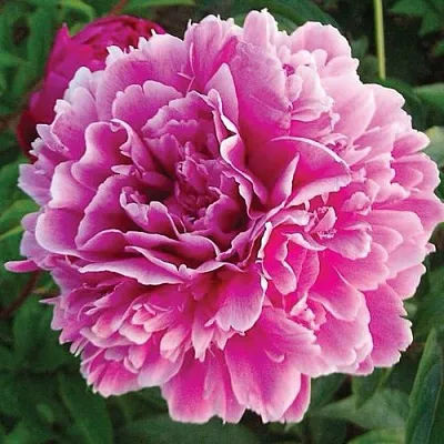 Пион ПУРПУРНАЯ ФЕЕРИЯ травянистый  Пион ПУРПУРНАЯ ФЕЕРИЯ травянистый в Курске