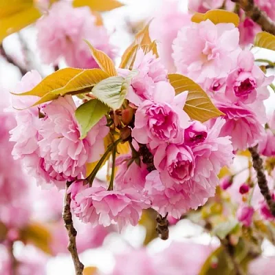 Сакура КАНЗАН  Сакура КАНЗАН в Курске