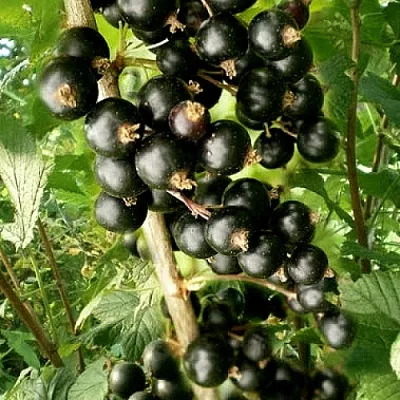 Смородина черная БЕН ТИРЕН  Смородина черная БЕН ТИРЕН в Курске