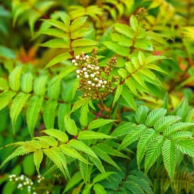 Рябинник  Рябинник в Курске