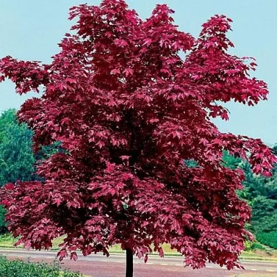 Клен КРИМСОН КИНГ остролистный  Клен КРИМСОН КИНГ остролистный в Курске