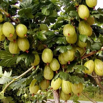 Крыжовник ИНВИКТА  Крыжовник ИНВИКТА в Курске