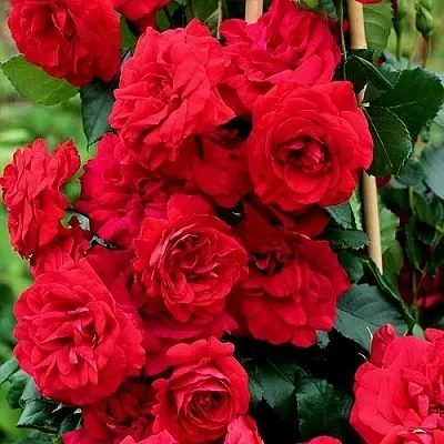 Саженцы роз АМАДЕУС плетистая  Саженцы роз АМАДЕУС плетистая в Курске