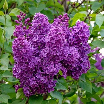 Сирень СУМЕРКИ  Сирень СУМЕРКИ в Курске