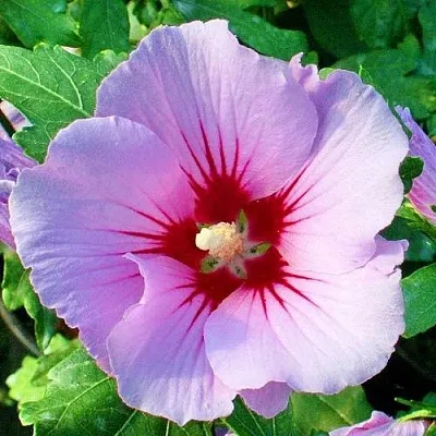 Гибискус ПИНК ФЛИРТ сирийский  Гибискус ПИНК ФЛИРТ сирийский в Курске