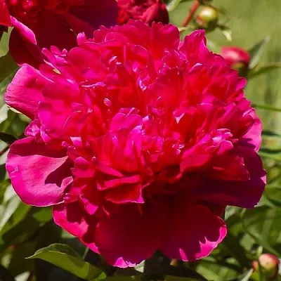 Пион БИГ БЕН травянистый  Пион БИГ БЕН травянистый в Курске