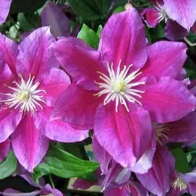 Клематис ХАНИЯ  Клематис ХАНИЯ в Курске