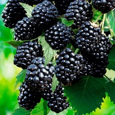 Ежевика ЛОХТЕЙ бесшипная  Ежевика ЛОХТЕЙ бесшипная в Курске